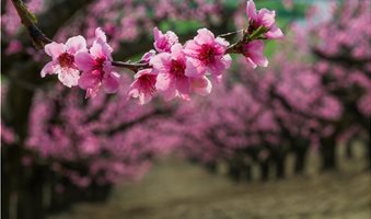 peach-blossoms__1_