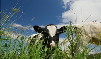 aeusabeeftradesettlementjuly19