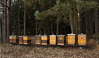 apiary-forest-breeding-of-honey-bees-trees