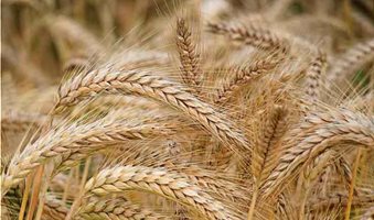 barley-crop