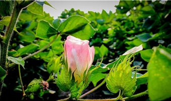 cotton-blossom-jim-raines