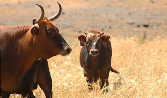 criollo-cattle-drought