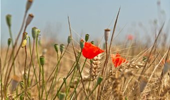 depositphotos_64078709-stock-photo-red-poppies-in-a-wheat