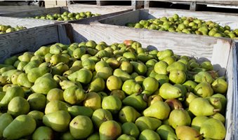 egyptian-pear-exports-scaled