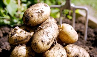 Σε άνοδο οι τιμές της πατάτας στην Ευρώπη μέχρι το 2018