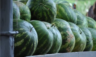 green-watermelon-fruits-3609872-1