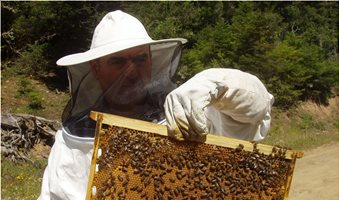 Μέχρι 21 Ιουλίου αιτήσεις για ερευνητικά προγράμματα στη μελισσοκομία