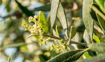 olive-spring