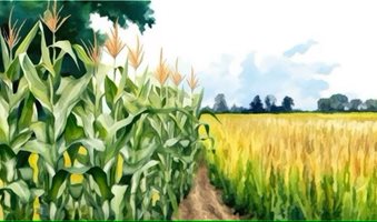 painting-corn-field-with-blue-sky-background_915071-4619