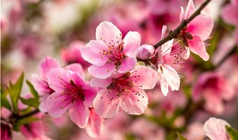 peach-tree-blooms