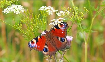 peacock-butterfly-Pixabay-kie-ker-1526939_1920