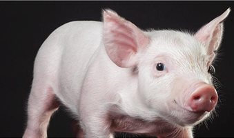prather-pigs1-595
