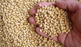 soybeans_0