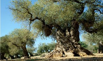 the-magnificent-olive-tree-cover-image