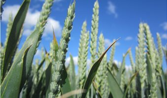 thumbnail_Syngenta_and_Unium_Bioscience_to_bring_novel_biological_seed_treatment_to_northwest_Europe_