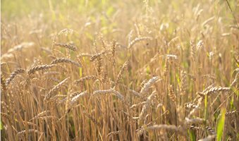 wheat-growing-guide
