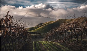 winter-vineyard-1080x675