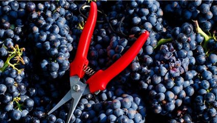 come-vendemmiare-1140x530-1-1024x530