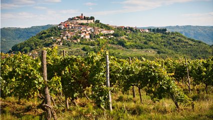 motovun-vineyard-in-istria-best-wine-destinations-in-europe