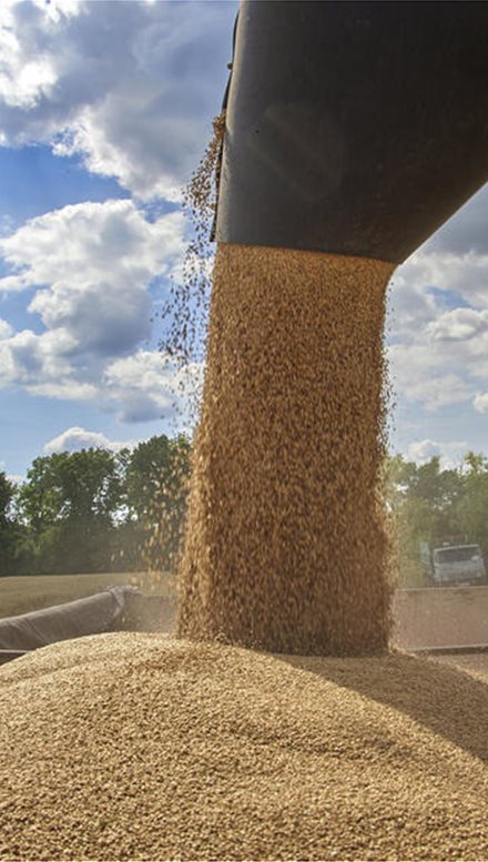 Ukraine-grain-harvest