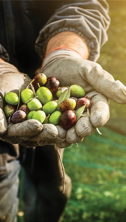 iStock_24835532_LARGE