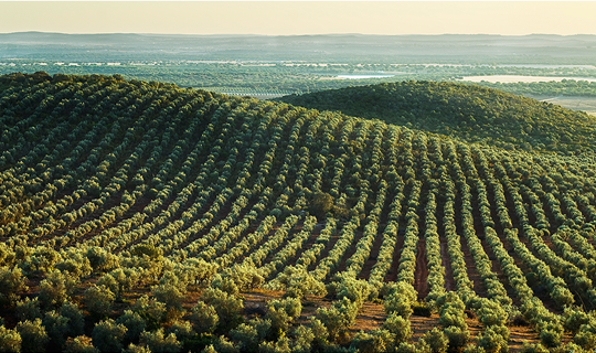 olive_field_1