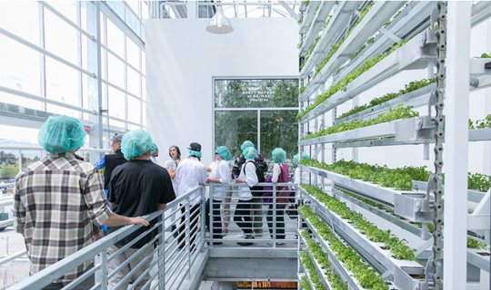 vertical-harvest-workers