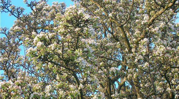 1200px-Wild_Pear_Tree_in_full_blossom