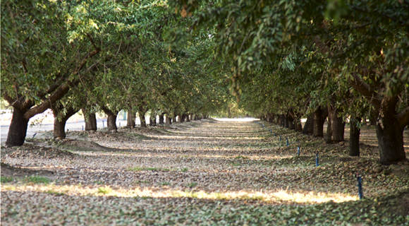 Almond_Orchard_2