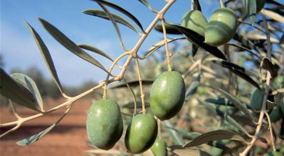 Olive1