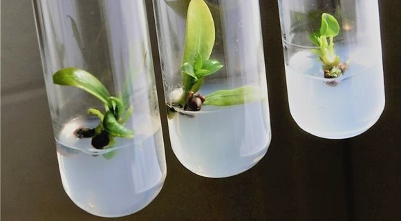 Plant-Tissue-Culture-Orbit-Biotech