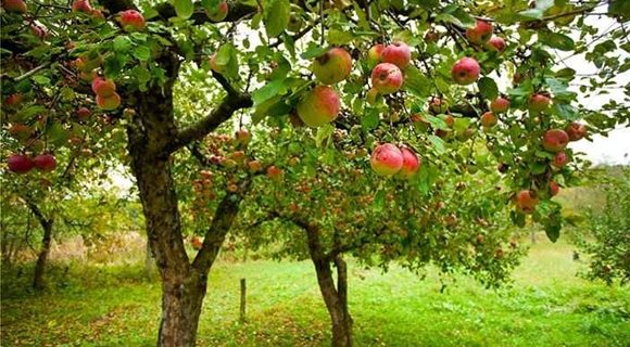 4_-Growing-Apples-in-Home-Garden-Small-Apple-Home-Orchard