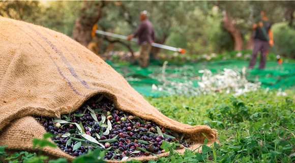 GI_1076795874_HarvestingOlivesCrete