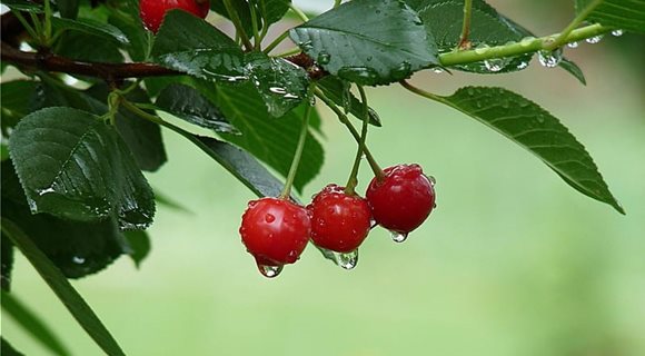 HD-wallpaper-cherries-in-the-rain-red-spring-branch-leaf-fruit-water-drops-rain-gren-cherry