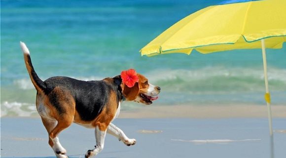 animals-on-the-beach-happy-beagle