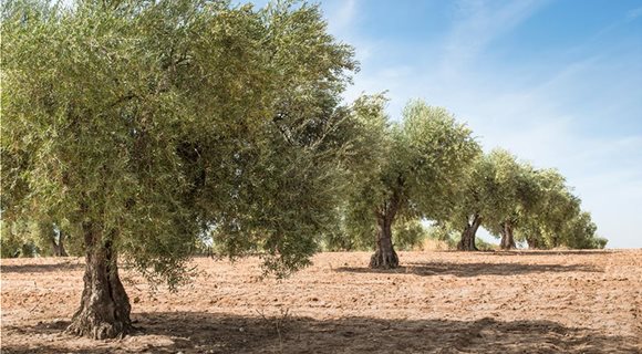 olive-trees__1_