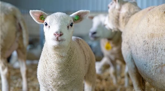 sheep-lamb-newborn-mammal