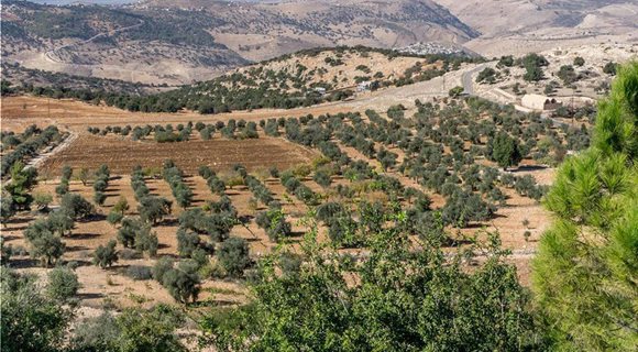aOlivegrovesJordanValley