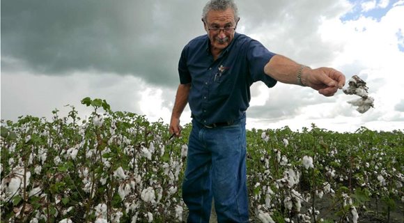 cotton_michael