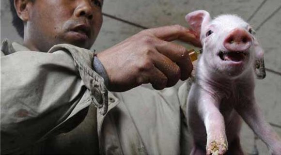 japan_pig