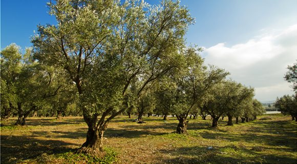 plantation-of-olive-trees