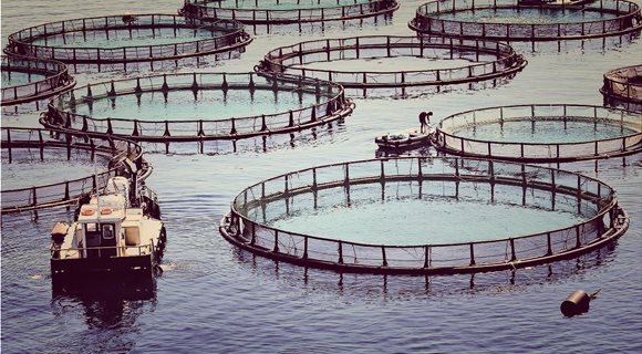 aquaculturele