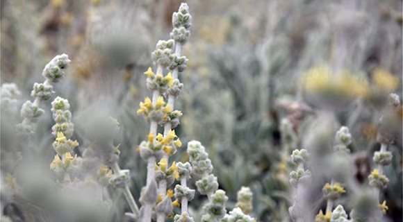 aromatika_2