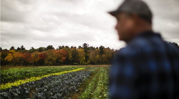 bloomberg_field_wards_berry_farm_1200px