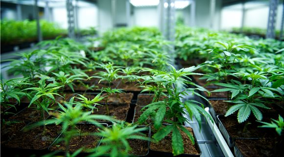 cannabis_2