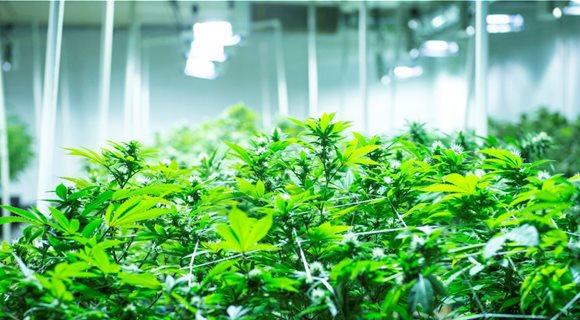 cannabis_4