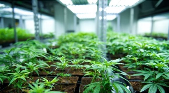 cannabis_5