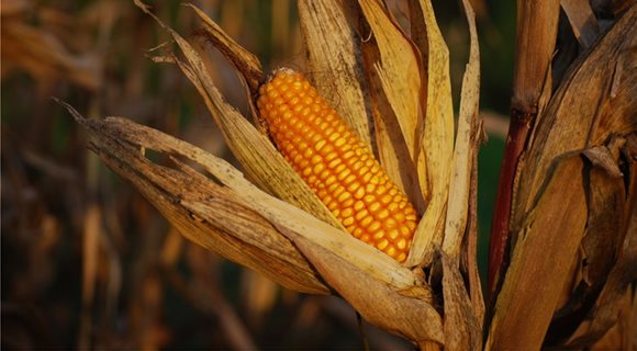 corn