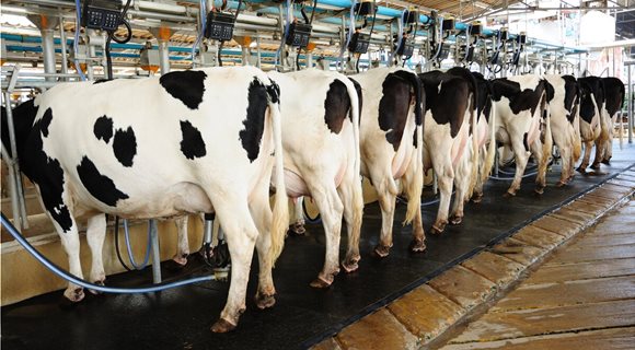 cows-in-a-milking-parlor