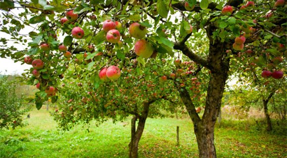 depositphotos_4362038-stock-photo-apple-trees-with-red-apples